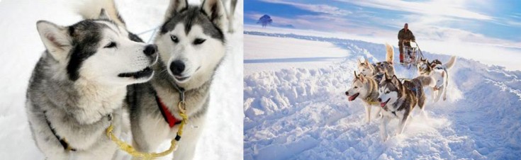 huskydouble