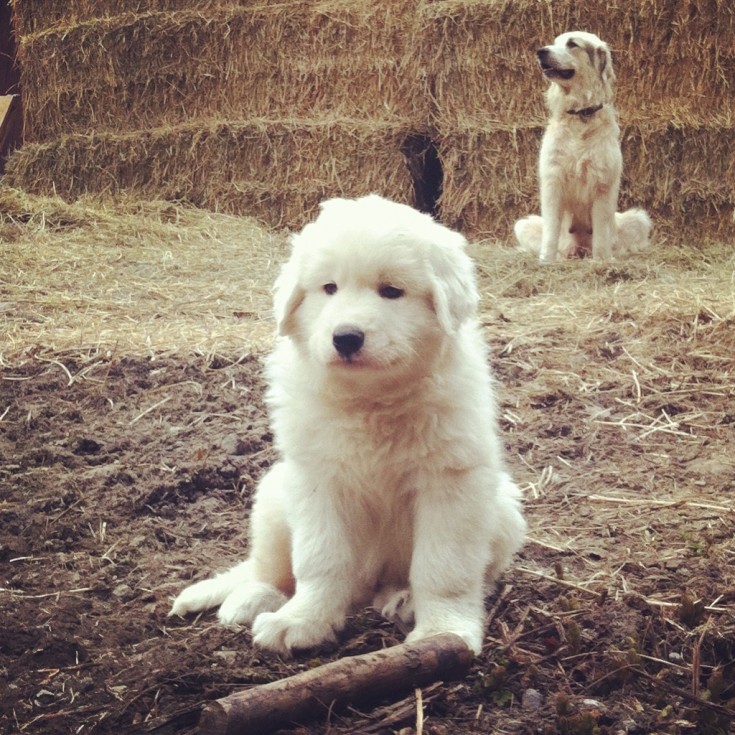 Patou puppy