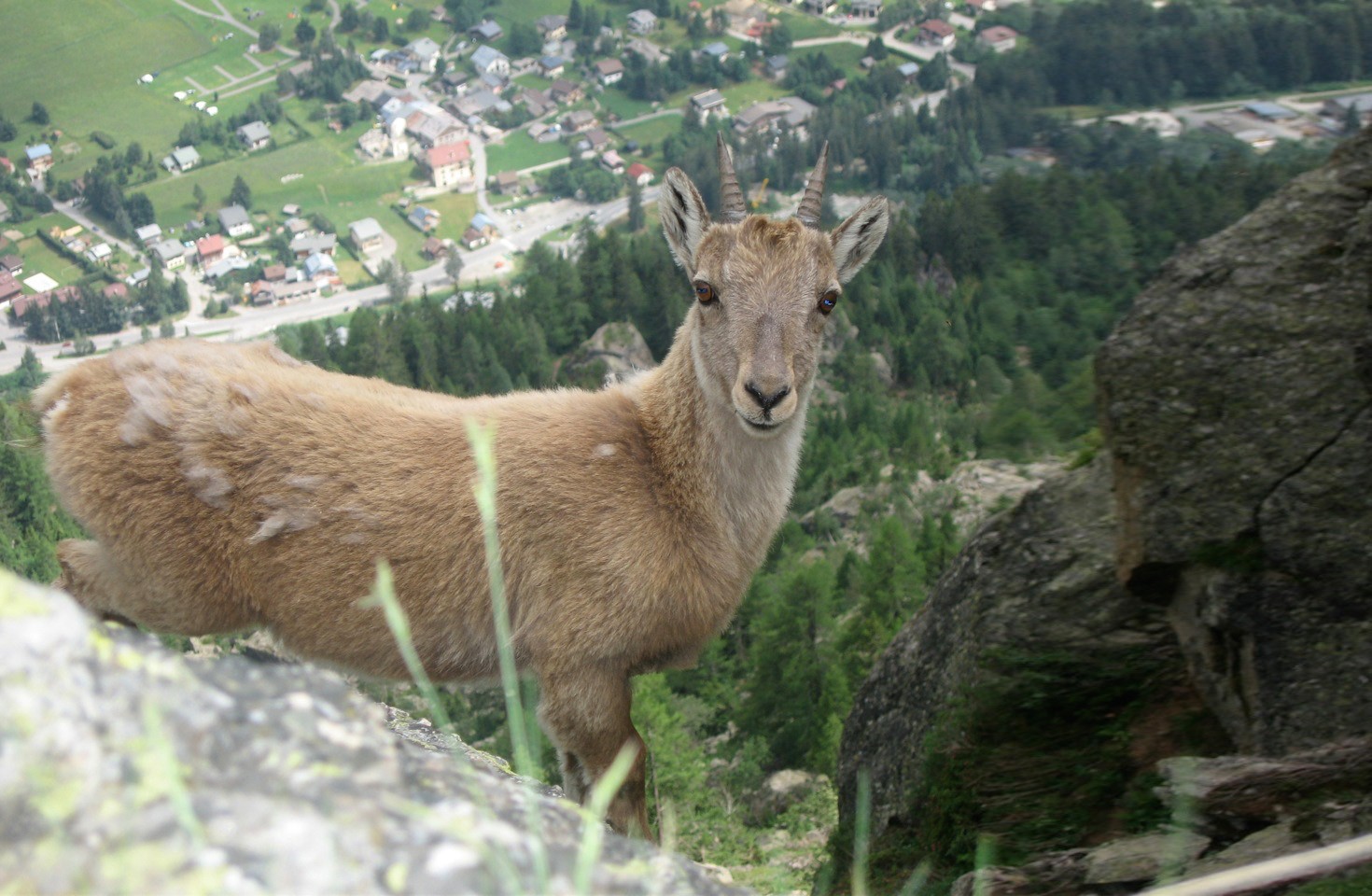 Curious baby ibex at the Aiguilette