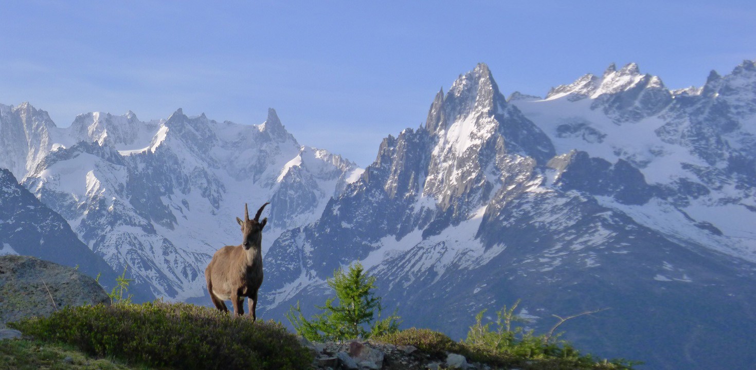 Ibex against the Aiguilles
