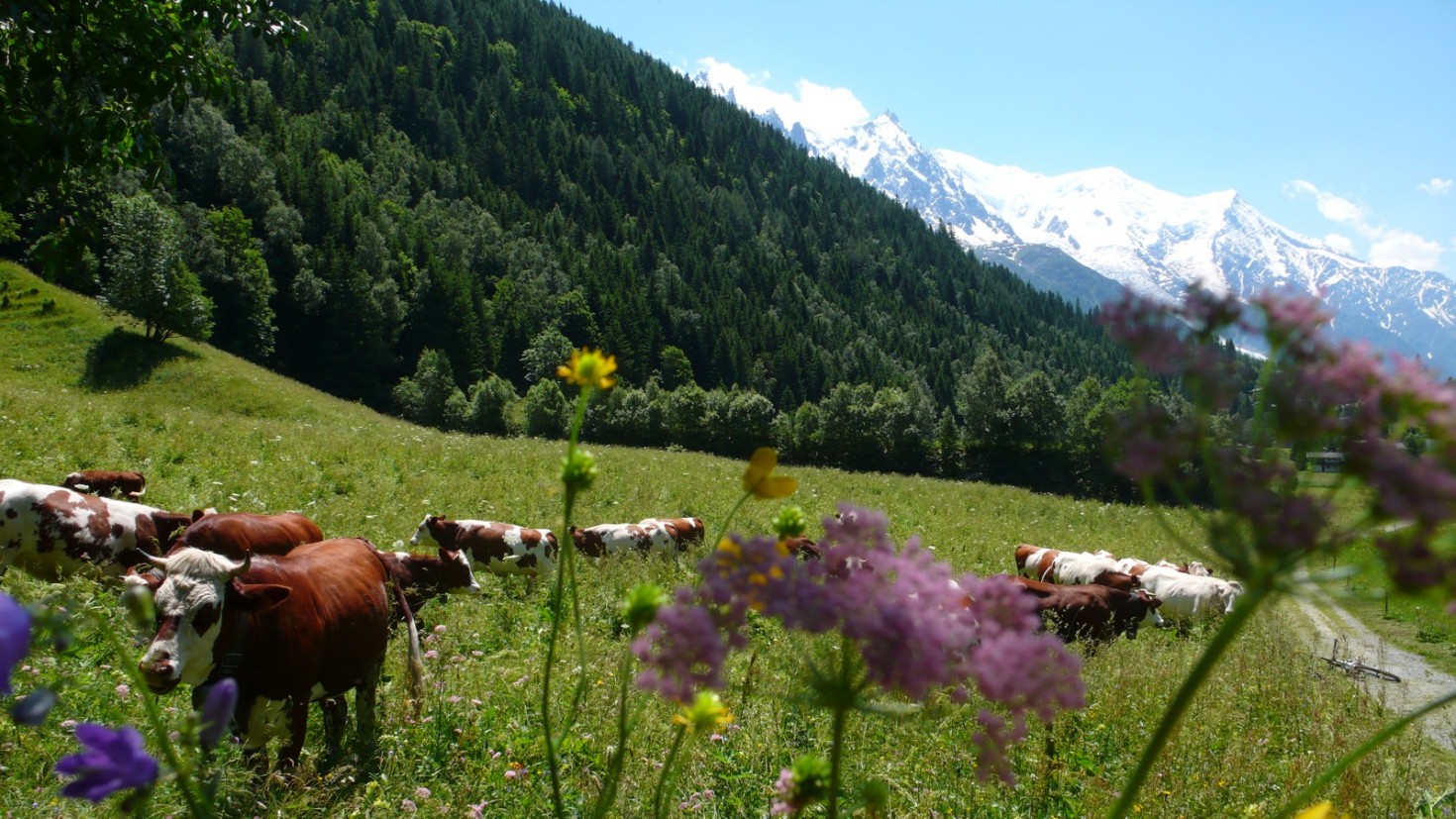 Cows at Le Lavancher
