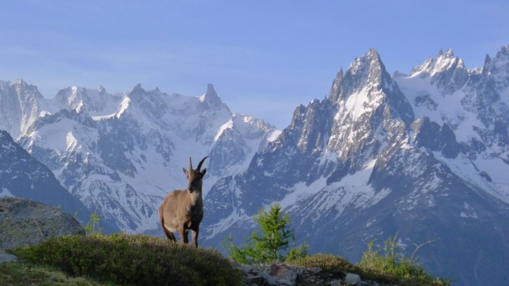 Ibex are a regular sight on the high walks