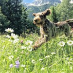 Daphne, our Italian Spinone, loves her life in the mountains