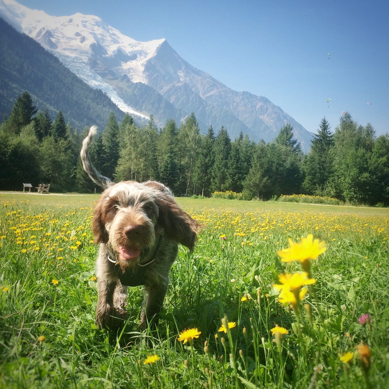 puppy in the flowers