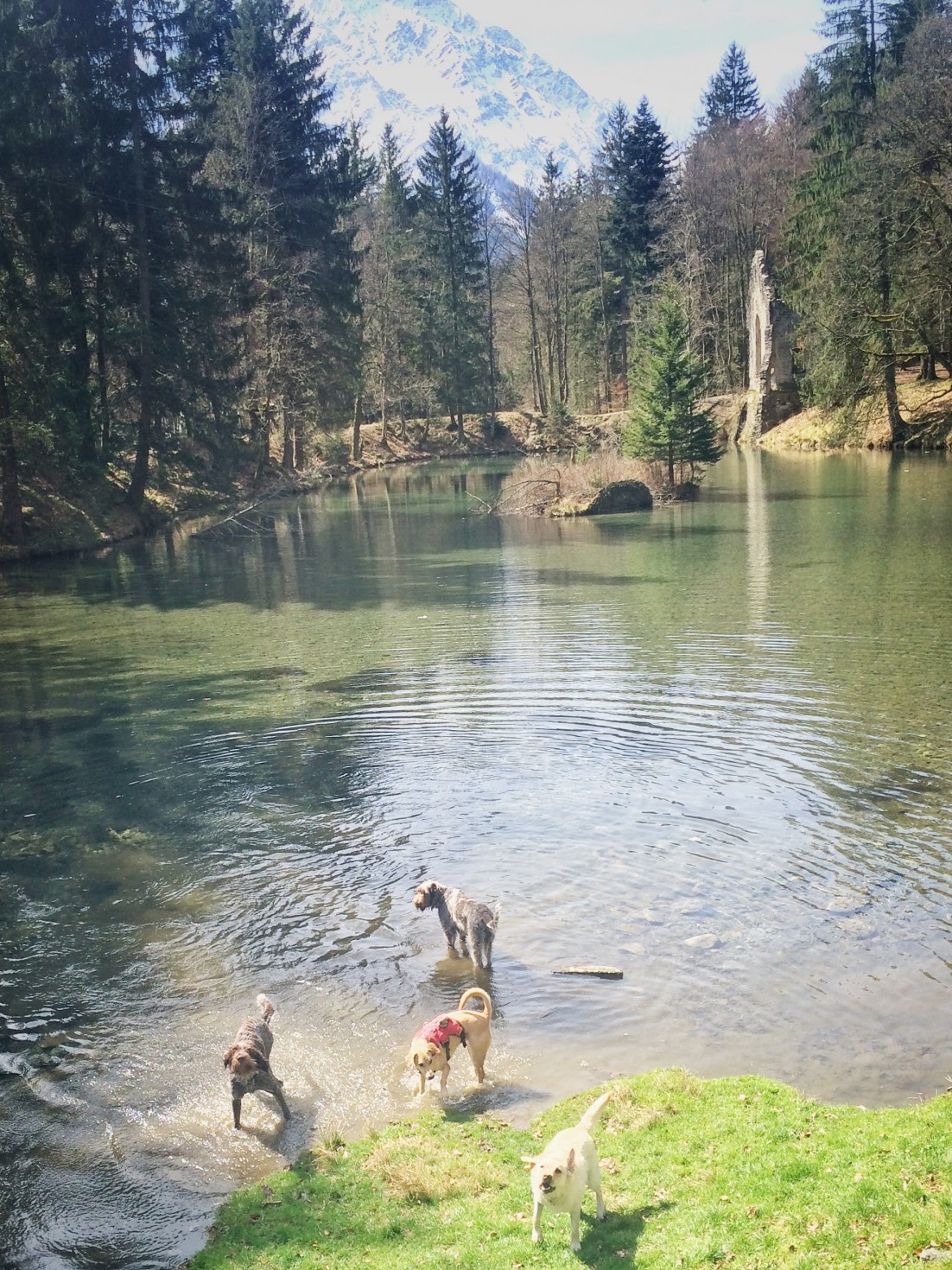Happy dogs at Lac Gaillands